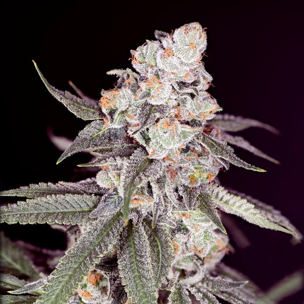 Gary Payton Samen > Sacred Terps | Feminisierte Hanfsamen  |  Sativa